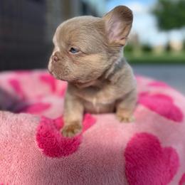 OPAL - Tricolors female French Bulldog puppy in Blue Ridge, Texas from Beason’s HomeGrown Frenchies