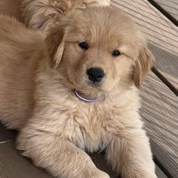 Golden Retrievers and Labrador Retrievers from Mulberry Retrievers