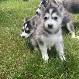 Siberian Husky Puppies from PNWHuskies