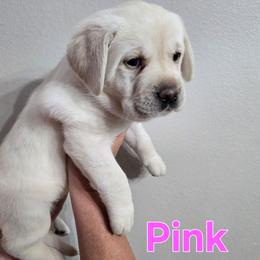 Pink Collar - Yellow female Labrador Retriever puppy in Myakka City, Florida from Hearing Hearts Labradors
