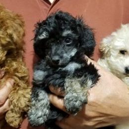 Poodles from CASANOV'S TOY POODLES