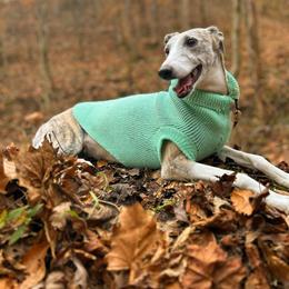 Miniature Schnauzer and Whippet All Grown Up from Saving Grace
