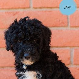 Aussiedoodle and Goldendoodle Puppies from Ever After Doodles Arizona