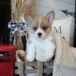 Sonny - Sable male Pembroke Welsh Corgi puppy in Purcellville, Virginia from Rhone River Farm Pembroke Welsh Corgis
