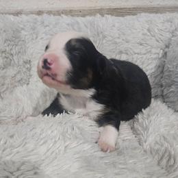 Black Tri Male 2 - Black tri-color male Australian Shepherd puppy in Wauneta, Nebraska from 4H Aussies