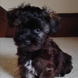 Rocket - Red sable male Havanese puppy in Kinston, North Carolina from Court Jester Havanese and Russian Salon Dogs