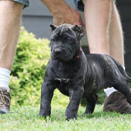 Pink Collar - Tiger female Perro de Presa Canario puppy in Pocahontas, Illinois from Cabeza Grande Kennel