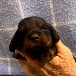 MAVIS - Black and tan female Dachshund puppy in Elizabethtown, Kentucky from Teeny Tiny Puppy Tails