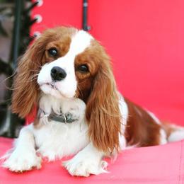 CeeCee - Cavalier King Charles Spaniel