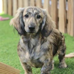 Koda - Dachshund