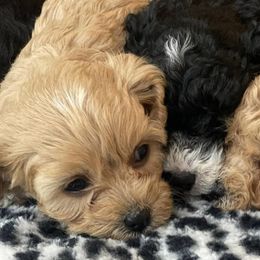 Cavapoos from Whiteley Doggies