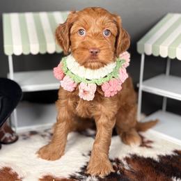 Peaches - Caramel female Australian Labradoodle puppy in Decatur, Alabama from Southern Meadows Doodles