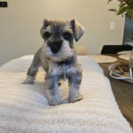 Male 4 - Salt and pepper male Miniature Schnauzer puppy in Chino, California from So Cal Schnauzer