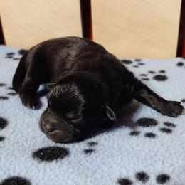 Ace - Black and white male Shichon puppy in Imperial, Missouri from Shichon Teddybear  puppies of Miss