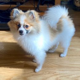 Pomeranian All Grown Up from Kay's Pomeranians