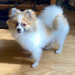 Pomeranian All Grown Up from Kay's Pomeranians