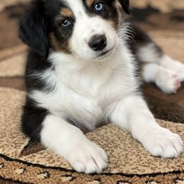 Australian Shepherd Puppies from Spectacular Aussies