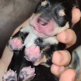 Miniature Schnauzer Puppies from Kristy's French Bulldogs & Mini Schnauzers