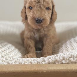 Bernedoodle, Goldendoodle, and Poodle Puppies from Central Valley Canine Companions