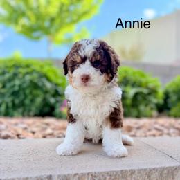 Mint Femle - Red tri-color female Assorted Doodle Crosses puppy in Springville, Utah from JW Doodles