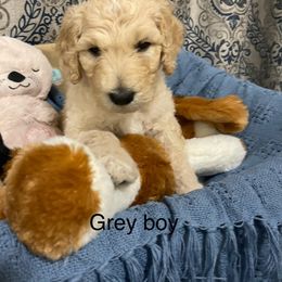 Goldendoodle and Poodle Puppies from Milley’s Poodles and Doodles