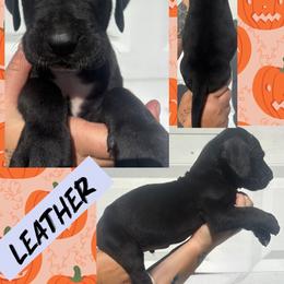 Leather - Black male Great Dane puppy in Wellsville, New York from Prophecy Danes