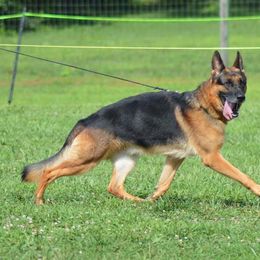 German Shepherd All Grown Up from Sisco Haus German Shepherds