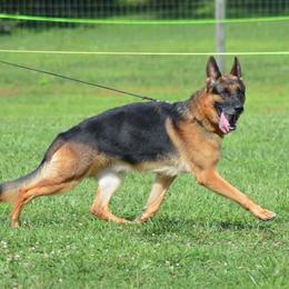 German Shepherd All Grown Up from Sisco Haus German Shepherds