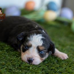 Sage - Black tri female Toy Australian Shepherd puppy in Granbury, Texas from Best Little Aussies