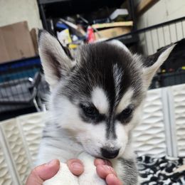 Siberian Husky Puppies from Spirit of the Moon Siberians