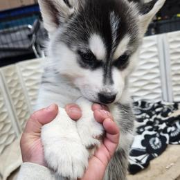 Siberian Husky Puppies from Spirit of the Moon Siberians