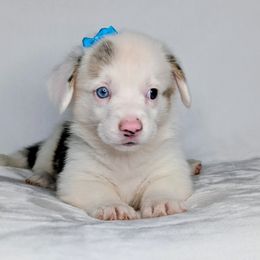 Dolly aka Iris - Blue merle and white female American Corgi puppy in Clarksville, Tennessee from Cold Creek Family Farm LLC
