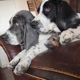 Basset Hound Puppies from Howlin Hounds