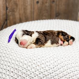 Hershey - Brown and white male Bernedoodle puppy in Hudson, Indiana from TurkeyCreek-K9