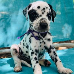 Purple (HUA) - White and black female Dalmatian puppy in Westhoff, Texas from Smart Dalmatians