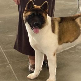 Akita All Grown Up from DeZaVu Akitas