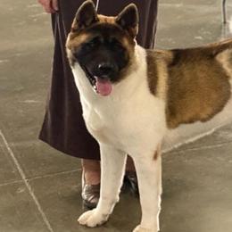 Akita All Grown Up from DeZaVu Akitas