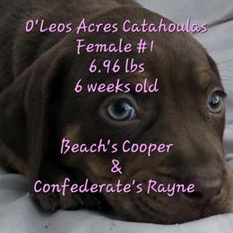 FEMALE - 1 - Chocolate female Catahoula Leopard Dog puppy in Perry, Florida from O'Leos' Acres Catahoulas