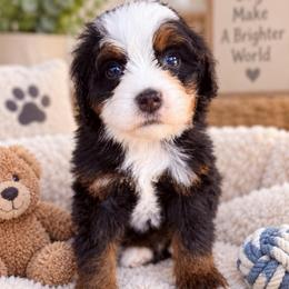 Butterfinger - Tri-color male Bernedoodle puppy in Saint Francis, Kansas from Land of Oz Doodles