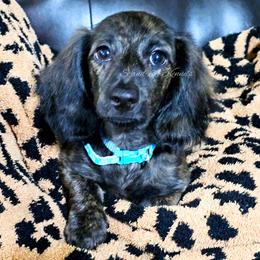 Sasha - Dachshund