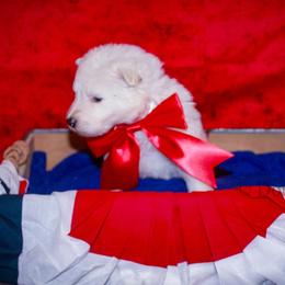 Light Blue - White female German Shepherd puppy in Bexar County, Texas from Scenic Creek German Shepherds and White Swiss Shepherds