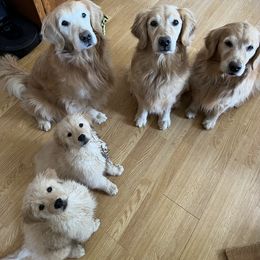 Golden Retriever Puppies from Evergrace Goldens