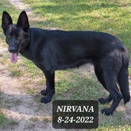 Nirvana - German Shepherd