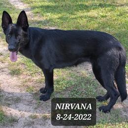 Nirvana - German Shepherd