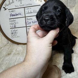 Annabelle - Black female Labrador Retriever puppy in Troy, South Carolina from Wicked Flyer Retrievers