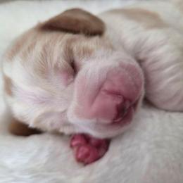 Xavier - Red and white male Basset Hound puppy in Denison, Texas from Emma Lou's Baby Bassets