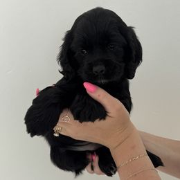 Pepper - Black female Cockapoo puppy in Layton, Utah from Cookie Cocker Farms