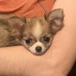 Chihuahua Puppies from Strawberry River Kennel
