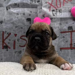 Ginger (Gingerbread) - Red female Cane Corso puppy in Utah from 3Lake Kennelz