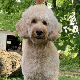 Oaklee  - Bearded Retriever